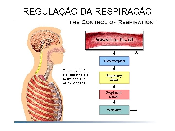 REGULAÇÃO DA RESPIRAÇÃO 