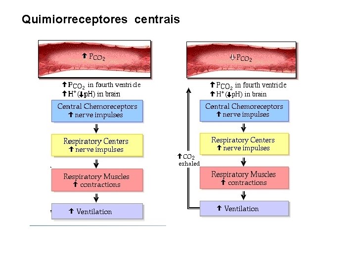 Quimiorreceptores centrais 