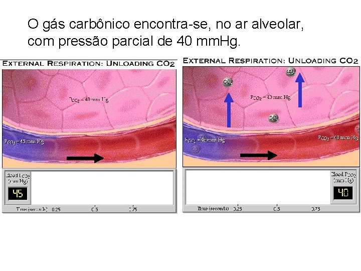 O gás carbônico encontra-se, no ar alveolar, com pressão parcial de 40 mm. Hg.