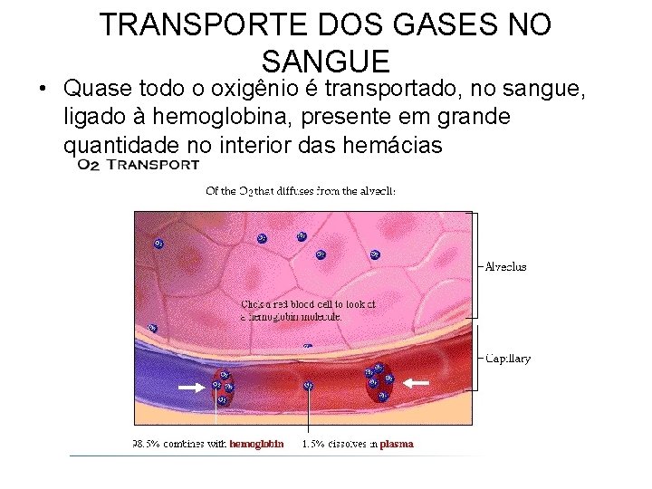 TRANSPORTE DOS GASES NO SANGUE • Quase todo o oxigênio é transportado, no sangue,