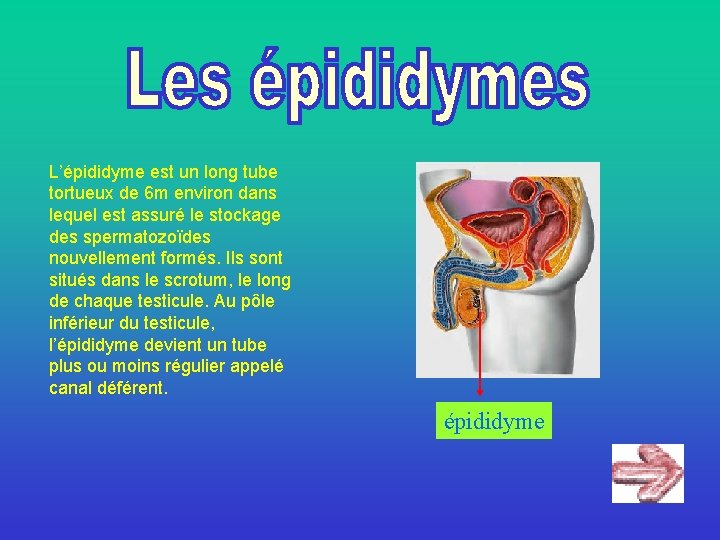 L’épididyme est un long tube tortueux de 6 m environ dans lequel est assuré