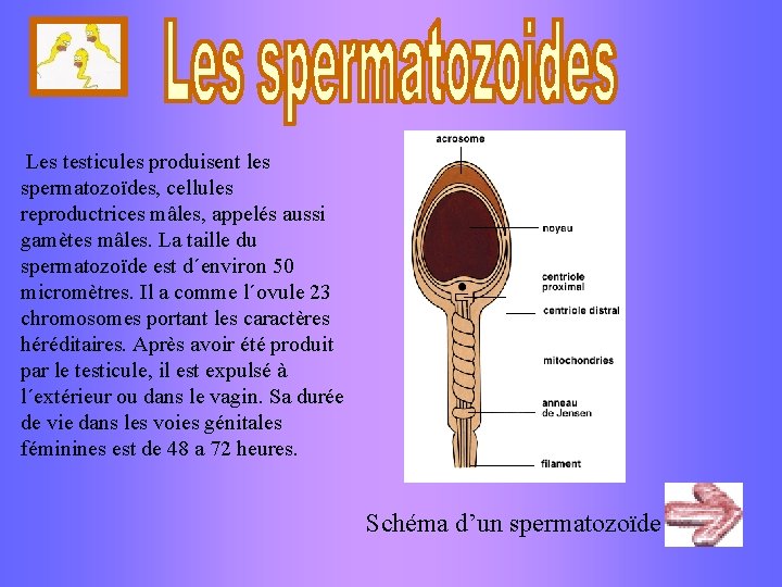  Les testicules produisent les spermatozoïdes, cellules reproductrices mâles, appelés aussi gamètes mâles. La