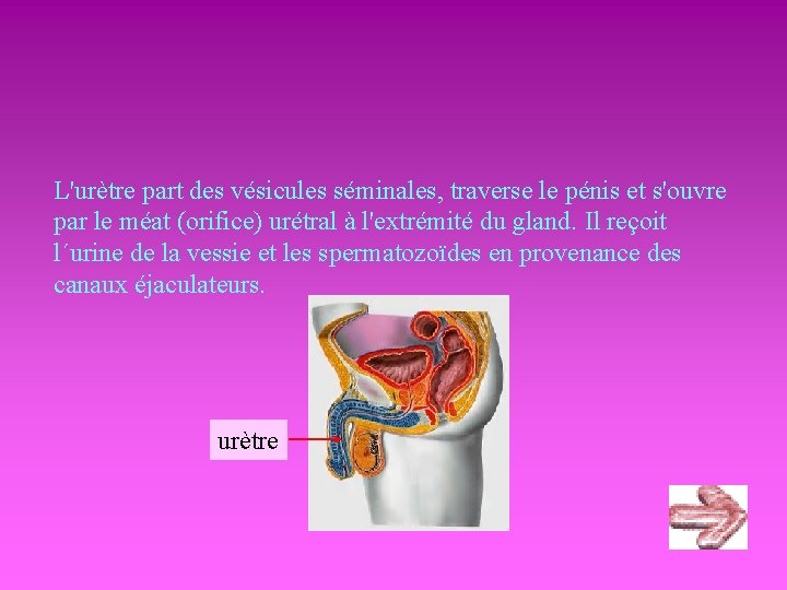 L'urètre part des vésicules séminales, traverse le pénis et s'ouvre par le méat (orifice)