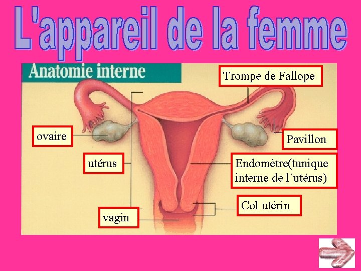 Trompe de Fallope ovaire Pavillon utérus vagin Endomètre(tunique interne de l´utérus) Col utérin 