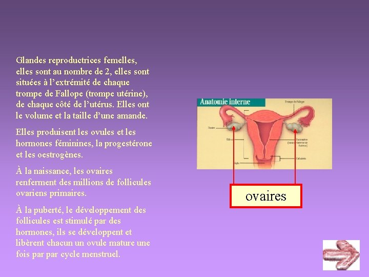 Glandes reproductrices femelles, elles sont au nombre de 2, elles sont situées à l’extrémité