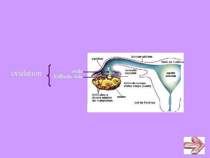 ovulation ovule Follicule vide 