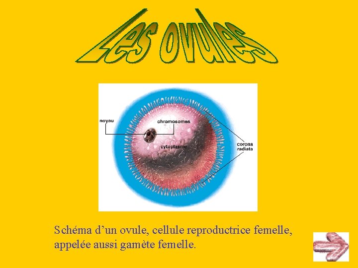 Schéma d’un ovule, cellule reproductrice femelle, appelée aussi gamète femelle. 