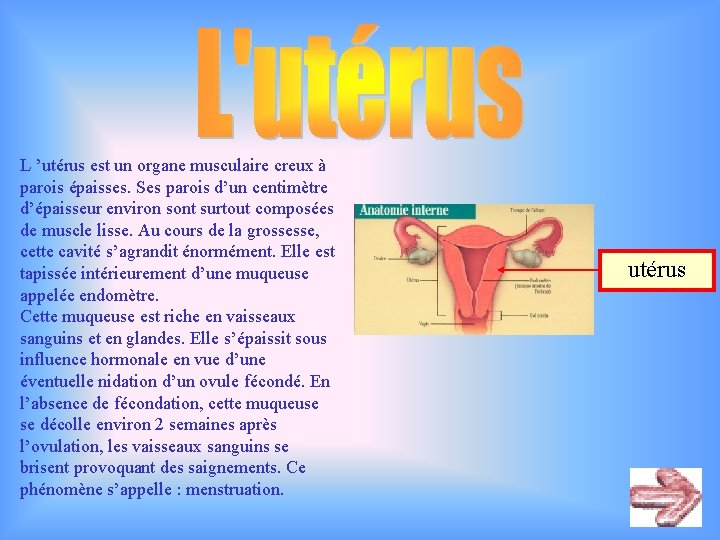 L ’utérus est un organe musculaire creux à parois épaisses. Ses parois d’un centimètre