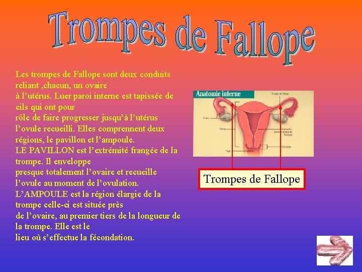 Les trompes de Fallope sont deux conduits reliant , chacun, un ovaire à l’utérus.