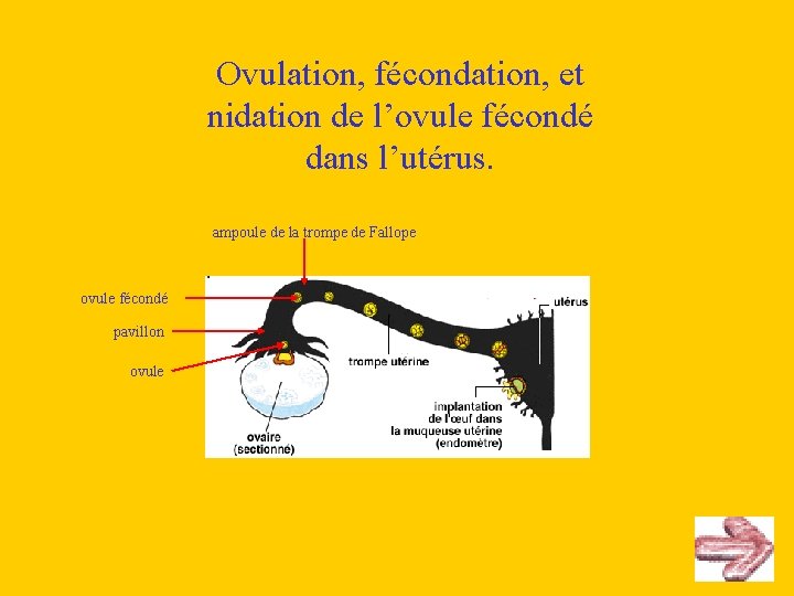 Ovulation, fécondation, et nidation de l’ovule fécondé dans l’utérus. ampoule de la trompe de