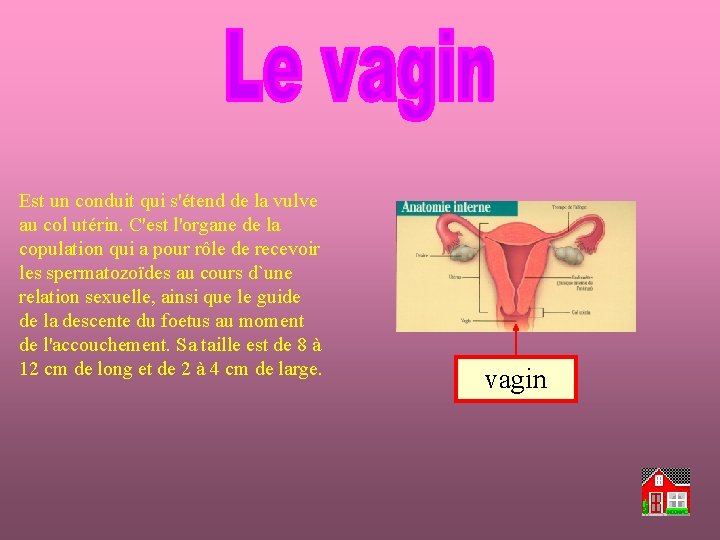 Est un conduit qui s'étend de la vulve au col utérin. C'est l'organe de