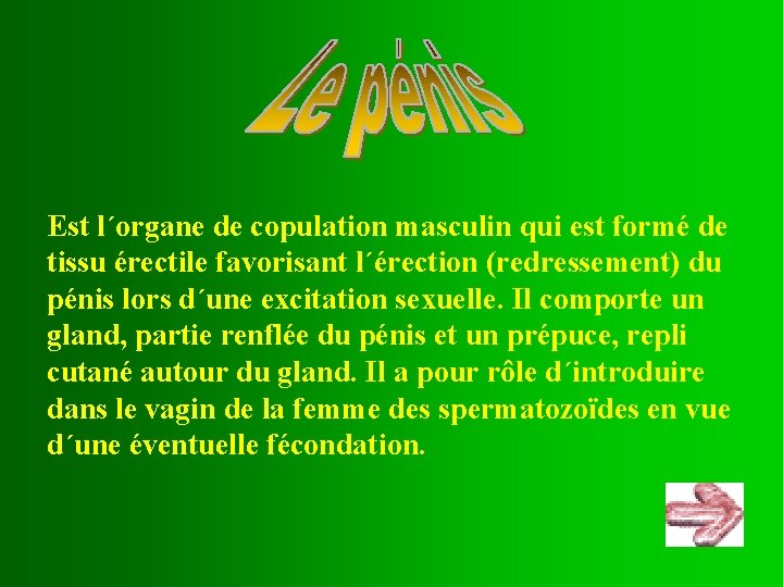 Est l´organe de copulation masculin qui est formé de tissu érectile favorisant l´érection (redressement) Est l´organe de copulation masculin qui est formé de tissu érectile favorisant l´érection (redressement)