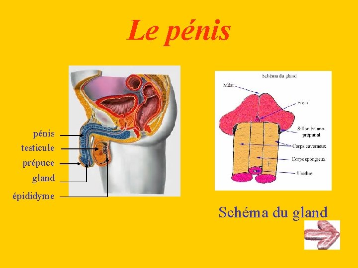 Le pénis testicule prépuce gland épididyme Schéma du gland 