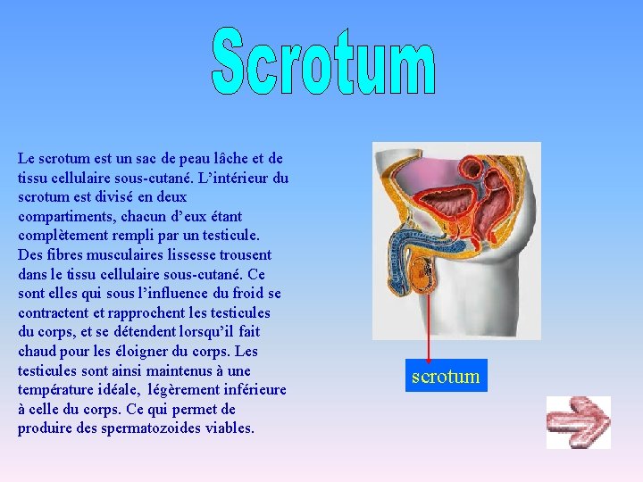 Le scrotum est un sac de peau lâche et de tissu cellulaire sous-cutané. L’intérieur