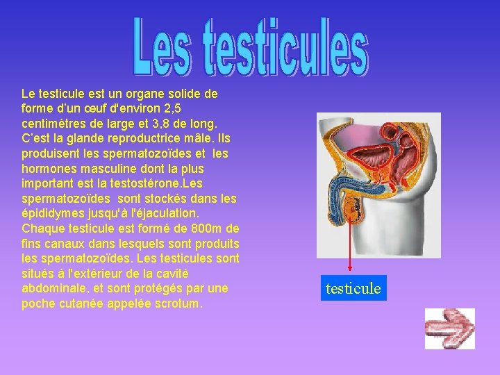 Le testicule est un organe solide de forme d’un œuf d'environ 2, 5 centimètres