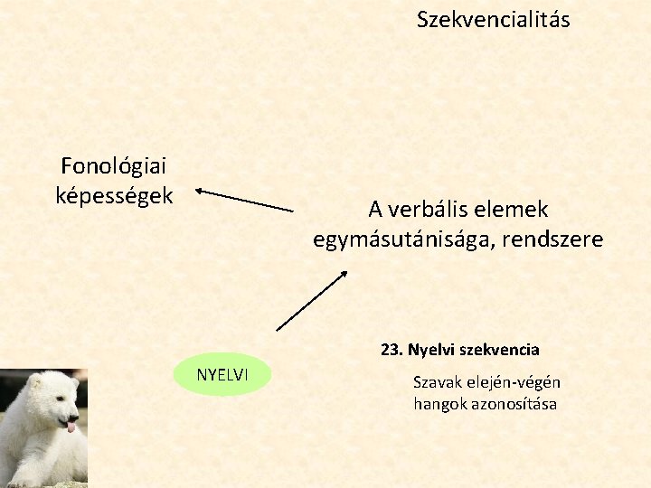 Szekvencialitás Fonológiai képességek A verbális elemek egymásutánisága, rendszere 23. Nyelvi szekvencia NYELVI Szavak elején-végén