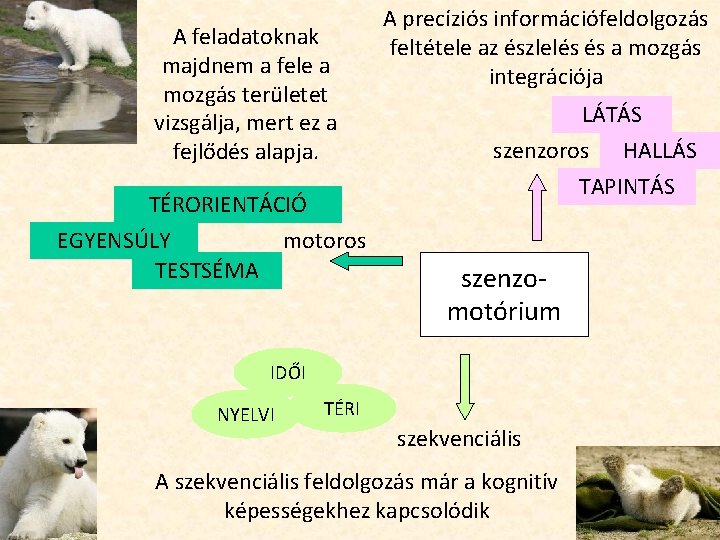 A feladatoknak majdnem a fele a mozgás területet vizsgálja, mert ez a fejlődés alapja.