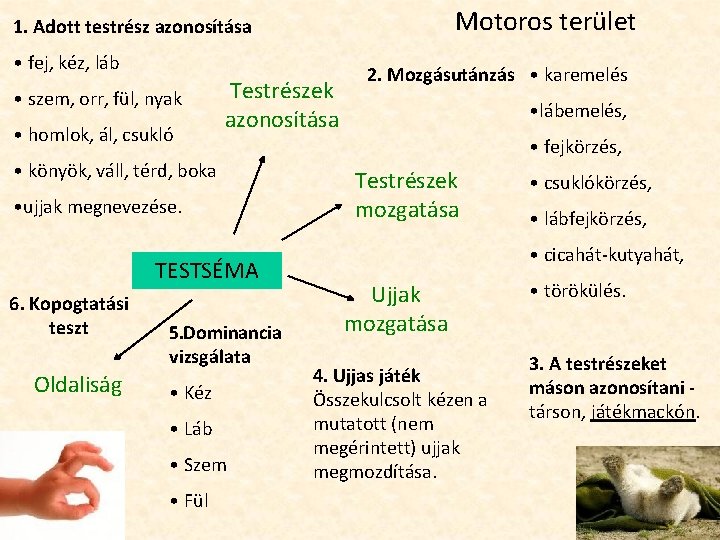 Motoros terület 1. Adott testrész azonosítása • fej, kéz, láb • szem, orr, fül,