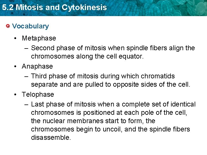 5. 2 Mitosis and Cytokinesis Vocabulary • Metaphase – Second phase of mitosis when