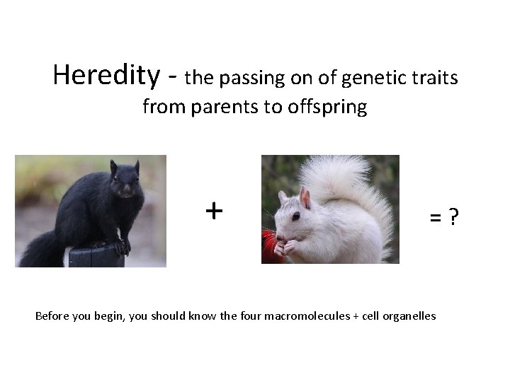 Heredity - the passing on of genetic traits from parents to offspring + =