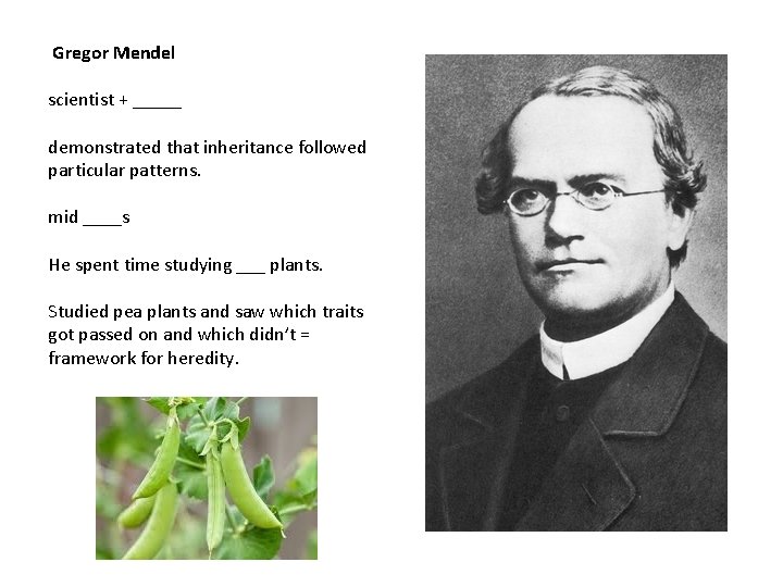  Gregor Mendel scientist + _____ demonstrated that inheritance followed particular patterns. mid ____s