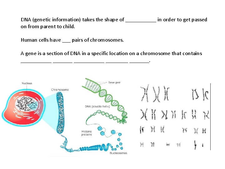 DNA (genetic information) takes the shape of ______ in order to get passed on