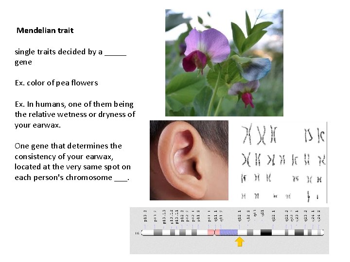  Mendelian trait single traits decided by a _____ gene Ex. color of pea