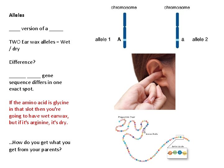 Alleles ____ version of a _____ TWO Ear wax alleles = Wet / dry