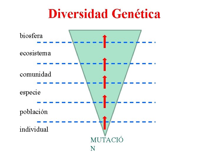 Diversidad Genética biosfera ecosistema comunidad especie población individual MUTACIÓ N 