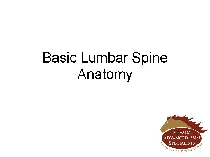 Basic Lumbar Spine Anatomy 