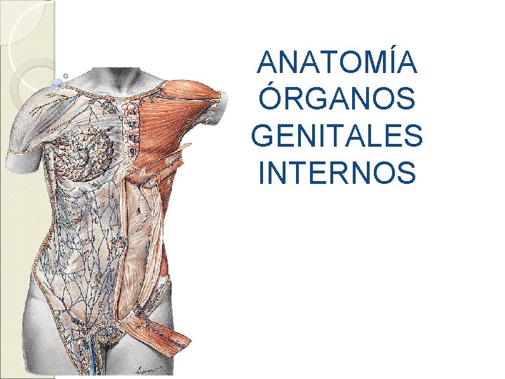 ANATOMÍA ÓRGANOS GENITALES INTERNOS 