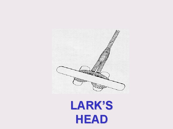LARK’S HEAD LARK’S HEAD
