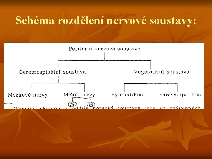 Schéma rozdělení nervové soustavy: 