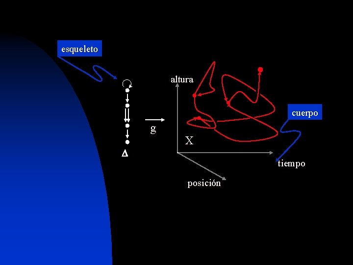 esqueleto altura cuerpo g X tiempo posición 