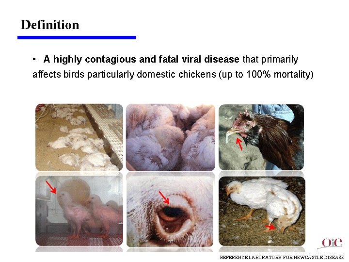 Definition • A highly contagious and fatal viral disease that primarily affects birds particularly