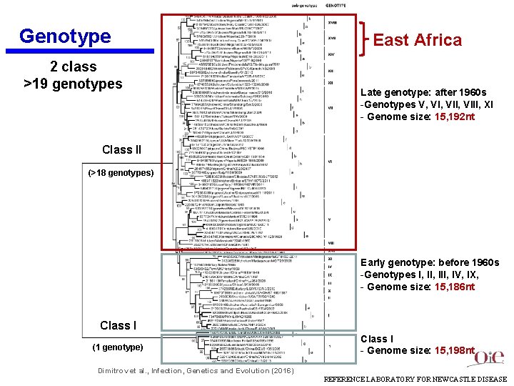 Genotype 2 class >19 genotypes East Africa Late genotype: after 1960 s -Genotypes V,