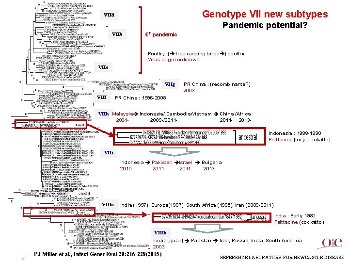 Genotype VII new subtypes VIId Pandemic potential? VIIb 4 th pandemic Poultry ( free-ranging