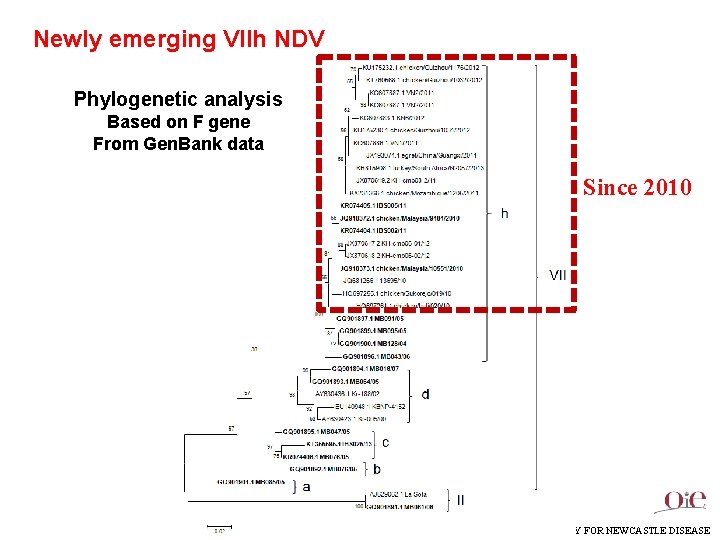 Newly emerging VIIh NDV Phylogenetic analysis Based on F gene From Gen. Bank data