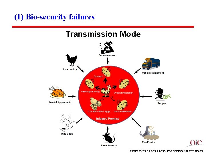 (1) Bio-security failures Transmission Mode REFERENCE LABORATORY FOR NEWCASTLE DISEASE 