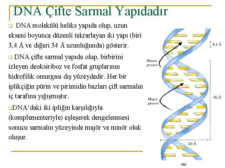 DNA Çifte Sarmal Yapıdadır DNA molekülü heliks yapıda olup, uzun ekseni boyunca düzenli tekrarlayan