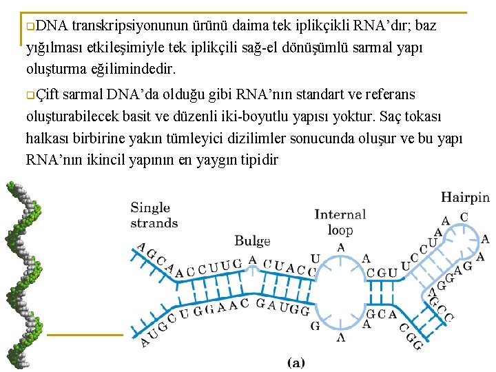 q. DNA transkripsiyonunun ürünü daima tek iplikçikli RNA’dır; baz yığılması etkileşimiyle tek iplikçili sağ-el