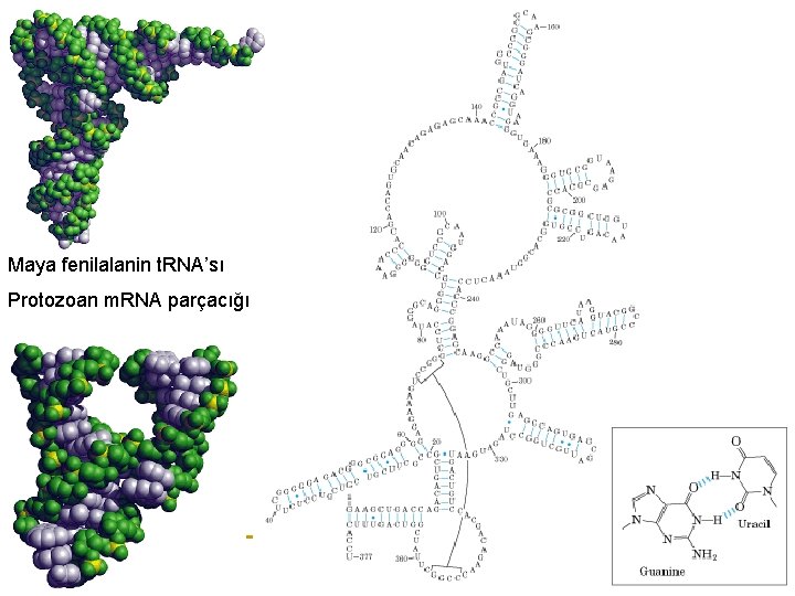 Maya fenilalanin t. RNA’sı Protozoan m. RNA parçacığı 