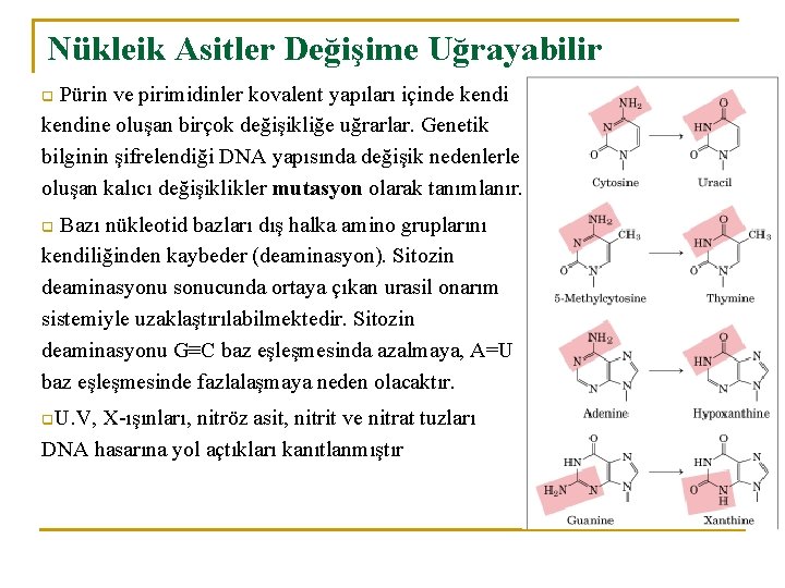 Nükleik Asitler Değişime Uğrayabilir Pürin ve pirimidinler kovalent yapıları içinde kendine oluşan birçok değişikliğe