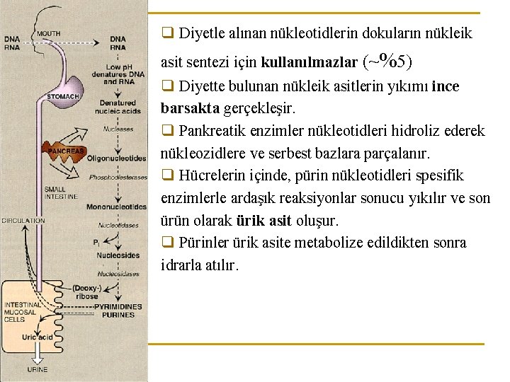 q Diyetle alınan nükleotidlerin dokuların nükleik asit sentezi için kullanılmazlar (~%5) q Diyette bulunan