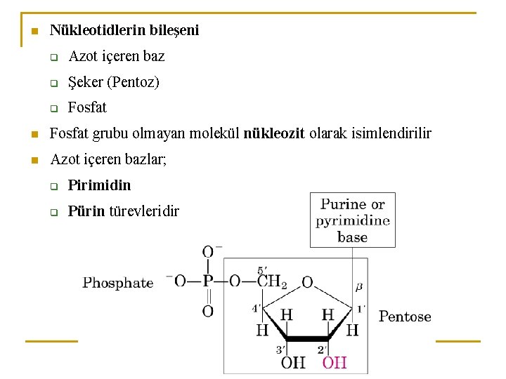n Nükleotidlerin bileşeni q Azot içeren baz q Şeker (Pentoz) q Fosfat n Fosfat