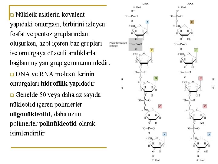 Nükleik asitlerin kovalent yapıdaki omurgası, birbirini izleyen fosfat ve pentoz gruplarından oluşurken, azot içeren