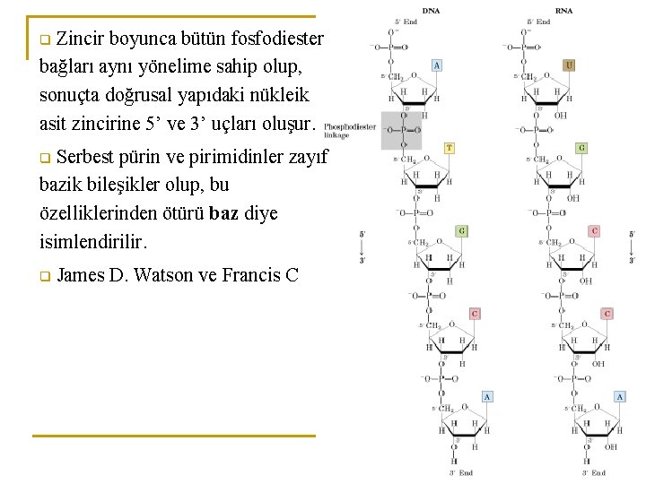 Zincir boyunca bütün fosfodiester bağları aynı yönelime sahip olup, sonuçta doğrusal yapıdaki nükleik asit