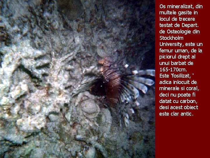 Os mineralizat, din multele gasite in locul de trecere testat de Depart. de Osteologie Os mineralizat, din multele gasite in locul de trecere testat de Depart. de Osteologie