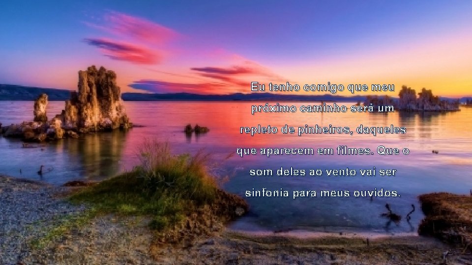 Eu tenho comigo que meu próximo caminho será um repleto de pinheiros, daqueles que