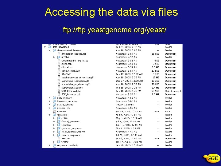 Accessing the data via files ftp: //ftp. yeastgenome. org/yeast/ 